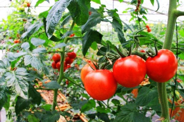 番茄种植的成本与市场前景分析